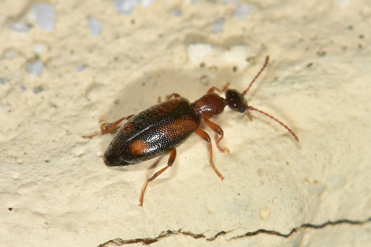 Anthicidae: Cordicollis instabilis?  Ora Cordicomus instabilis, maschio.